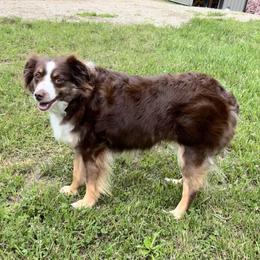 Miniature American Shepherds and Toy Australian Shepherds from Millers Minnie Aussies- and Toys!