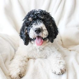 Bernedoodle and Bernese Mountain Dog Puppies from KEE Bernedoodles