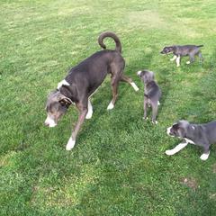 Mountain Cur Puppies from Walnut Ridge Mountain Curs