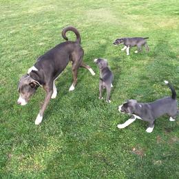 Mountain Cur Puppies from Walnut Ridge Mountain Curs