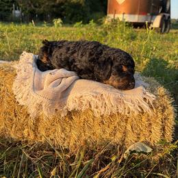Stetson - Phantom male Goldendoodle puppy in Zeeland, Michigan from Dandelion Lane Doodles