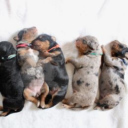 Bernedoodle and Goldendoodle Puppies from Central Texas Doodles, LLC.