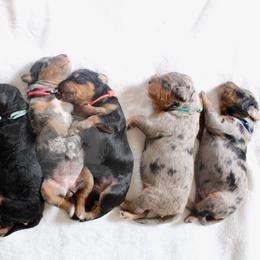Bernedoodle and Goldendoodle Puppies from Central Texas Doodles, LLC.