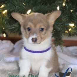Purple Female - Sable female Pembroke Welsh Corgi puppy in Wayne City, Illinois from Lash Livestock & Corgis