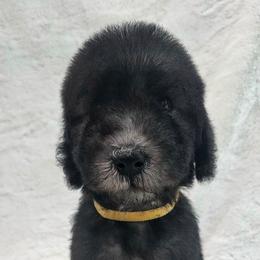 Yellow - Blue male Bedlington Terrier puppy in Rincon, Georgia from Prismic Bedlington Terriers