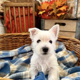 West Highland White Terrier Puppies from Butterfield's Westies