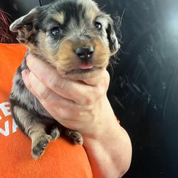 Mary, now Lexie - Dapple female Dachshund puppy in Bigfork, Minnesota from Dachshunds Up North