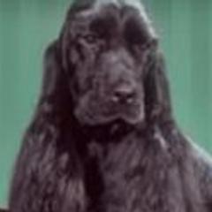 English Cocker Spaniels and German Shorthaired Pointers from Ashwind kennels