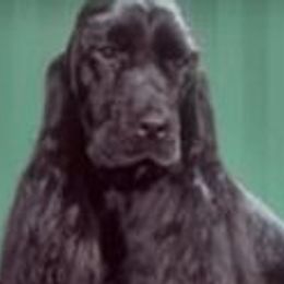 English Cocker Spaniels and German Shorthaired Pointers from Ashwind kennels