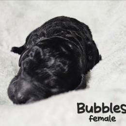 Bubbles - Black female Goldendoodle puppy in Harris County, Texas from Cute & Curly Doodles