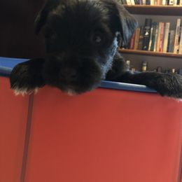 Miniature Schnauzer and Poodle Puppies from Bits & Bytes Farm