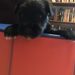 Miniature Schnauzer and Poodle Puppies from Bits & Bytes Farm