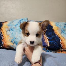 Powder - Red male Pembroke Welsh Corgi puppy in Palm Bay, Florida from Space Coast Corgi