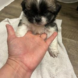 Chubby - Chocolate and tan male Shih Tzu puppy in Slocomb, Alabama from Steps Preppy Pups