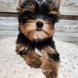 Yorkshire Terrier Puppies from Hetzel’s Enchanted Yorkies (Michigan)