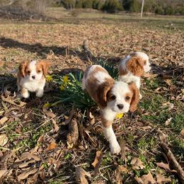 Cavalier King Charles Spaniel Puppies from Strawberry Hill Cavaliers