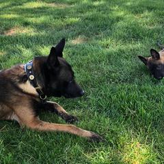 Belgian Malinois from Theresa J Marinier's Belgian Malinois'