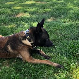 Belgian Malinois from Theresa J Marinier's Belgian Malinois'
