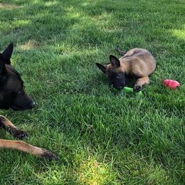 Belgian Malinois from Theresa J Marinier's Belgian Malinois'