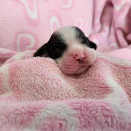 Girl 2 - Black and white Cocker Spaniel puppy in Northampton, Pennsylvania from ChristMos Cockers