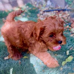 Beau - Red male Cavapoo puppy in Gilbert, Arizona from Arizona Toy Cavapoos – Health‐Tested & Home‐Raised