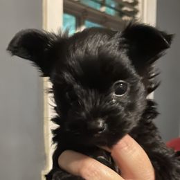 Yorkshire Terriers from M & M Yorkies