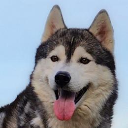 Legion - Gray and white male Siberian Husky puppy in Pennsylvania from Breezy Valley Siberians
