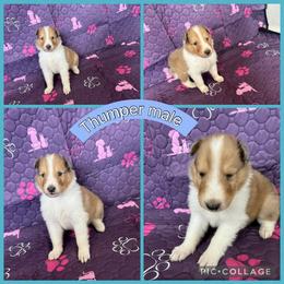 Thumper - Sable male Collie puppy in Elko, Nevada from Willow Creek Acres Dachshunds