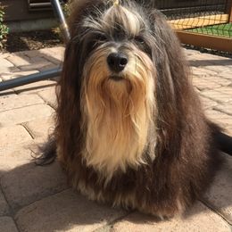 Havanese All Grown Up from Ludico Havanese