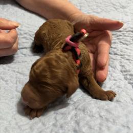 Pink Collar - Red  female Poodle puppy in Henagar, Alabama from Windy Oak Kennels
