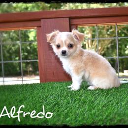 Alfredo - Cream male Chihuahua puppy in Demorest, Georgia from Sourpatch Chihuahuas