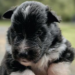 Girl 1 - Black and white female Shetland Sheepdog puppy in Deer Island, Oregon from Conestoga Shelties
