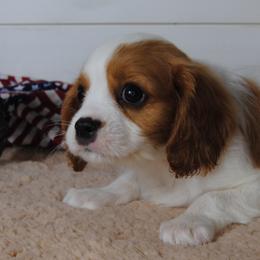 Archie - Blenheim male Cavalier King Charles Spaniel puppy in Mountain Grove, Missouri from Dogwood & Sassafras Companions