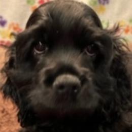Cocker Spaniels from Wine Country Cockers