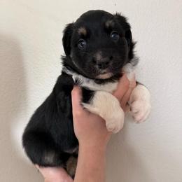 Baby Ruth - Black tri-color female Australian Shepherd puppy in Weeki Wachee, Florida from Ace of Spades Australian Shepherds