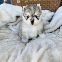 Babe - Silver and white female Pomsky puppy in Yavapai County, Arizona from Pawsh Pomskies