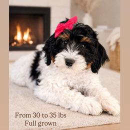 Betsy - Brown and white female Sheepadoodle puppy in Spanish Fork, Utah from Maplesierradoodles