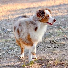 Penny - Toy Australian Shepherd