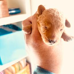 Sparkles - Apricot female Maltipoo puppy in Las Vegas, Nevada from Maltipoo_vegas
