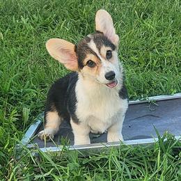 Minnow - Black and tan female Pembroke Welsh Corgi puppy in Dunbar, Nebraska from Vintage Corgis