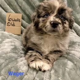 Wager - Blue merle male Australian Shepherd puppy in Wisconsin Dells, Wisconsin from Nicara kennel