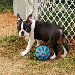 Boston Terrier Puppies from Big Sky Bostons