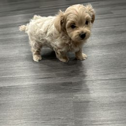 Sam - Cream Maltipoo puppy in Nibley, Utah from William's Maltipoos