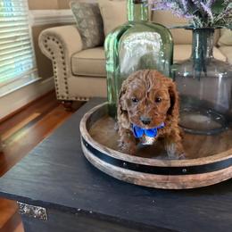 Wade - Red male Cavapoo puppy in Mint Hill, North Carolina from DoodleForever