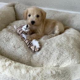 Pink Heart Schnoodle - female Schnoodle puppy in El Campo, Texas from Pretty Paws - Tx