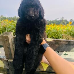 Banks (Blue collar) - Silver male Poodle puppy in Batavia, Ohio from The Livezey Standard-CKCS and Standard Poodles
