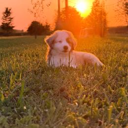 Boy 4 - Red merle male Miniature Australian Shepherd puppy in Arcadia, Indiana from Sunset Cowgirl Mini Aussies