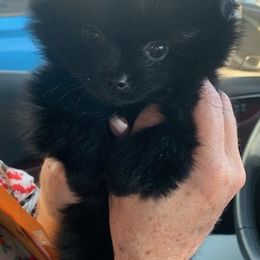 Pomeranians from Holcomb's Pomeranians