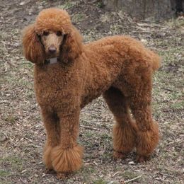 Poodles from Catoctin Furnace Standard Poodles