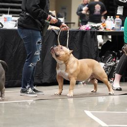 American Bullies from 816 Kansas City MO Bullyz